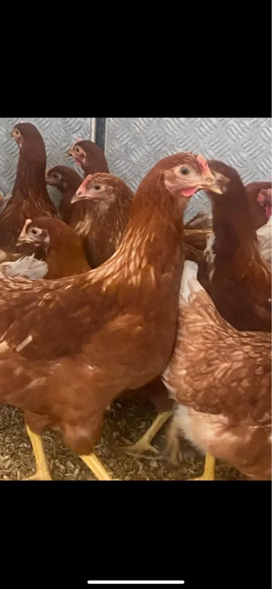 Point of lay hens - Image 2