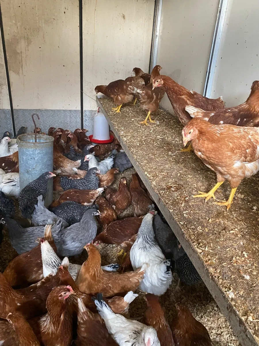 Point of lay hens - Image 4