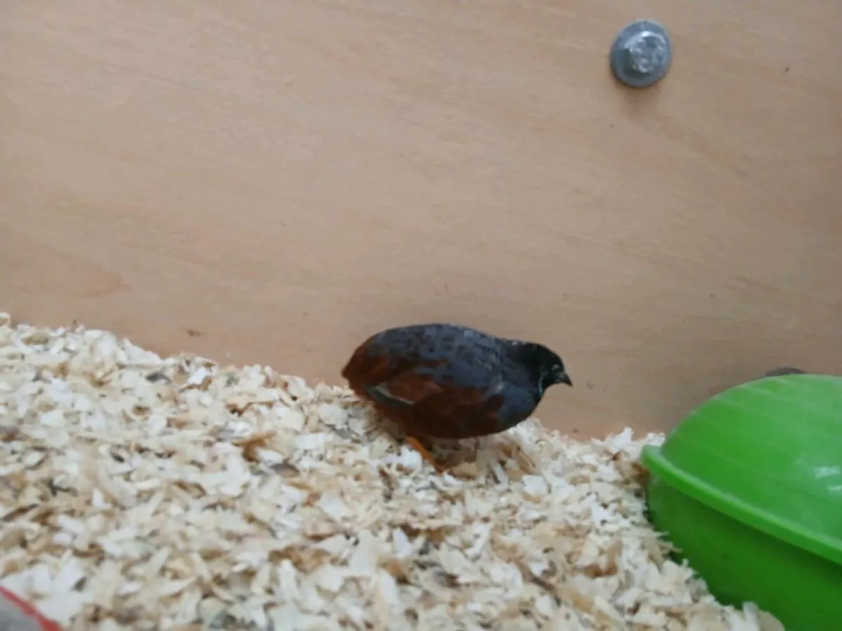 Button quail - Image 3