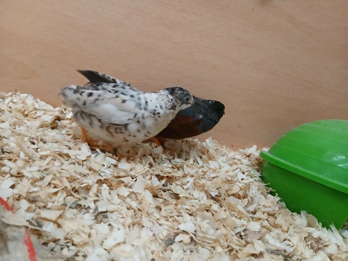 Button quail - Image 4