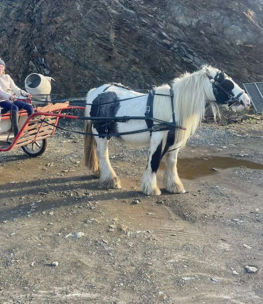 13hh Heavy Cob Gelding - Image 3