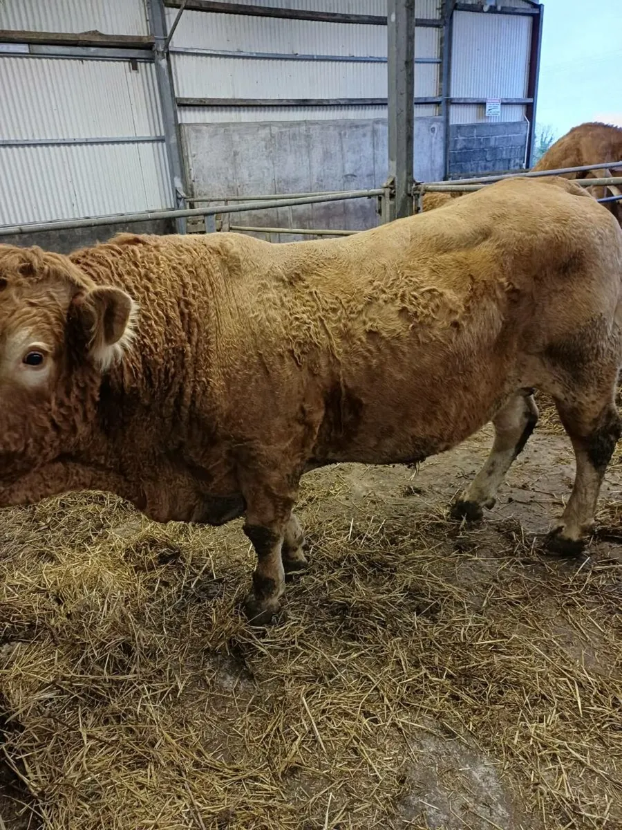 Limousine Bull - Image 3