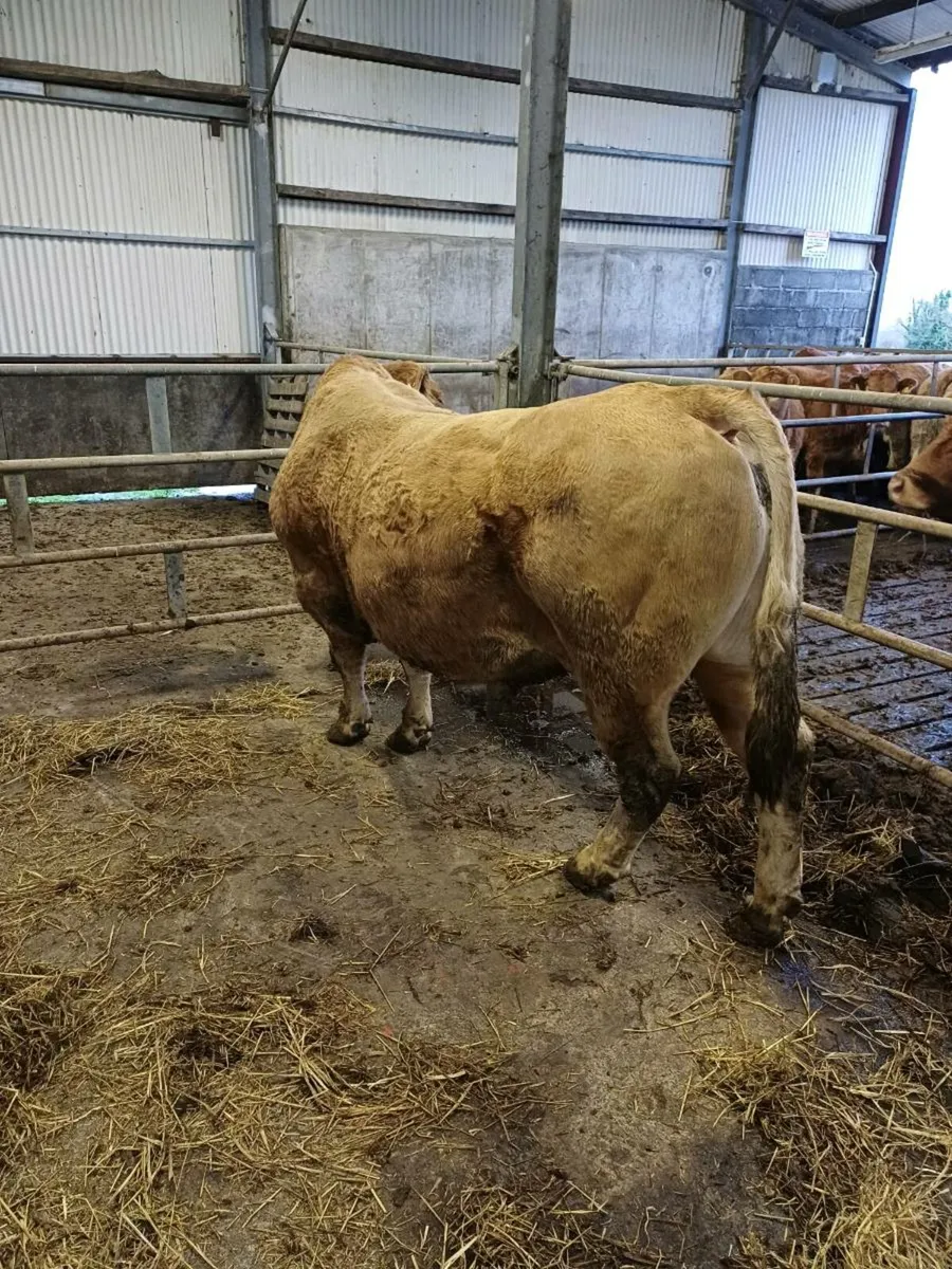 Limousine Bull - Image 4