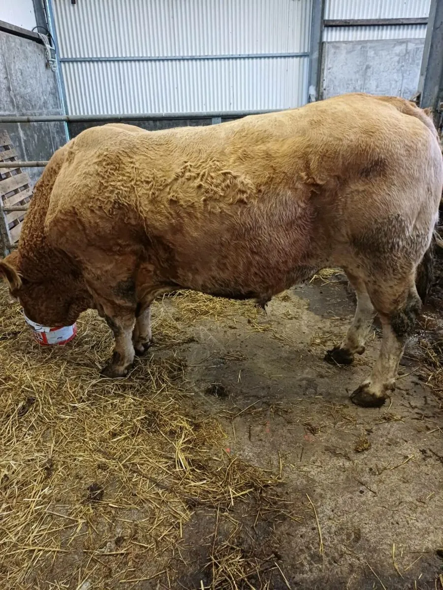 Limousine Bull - Image 1