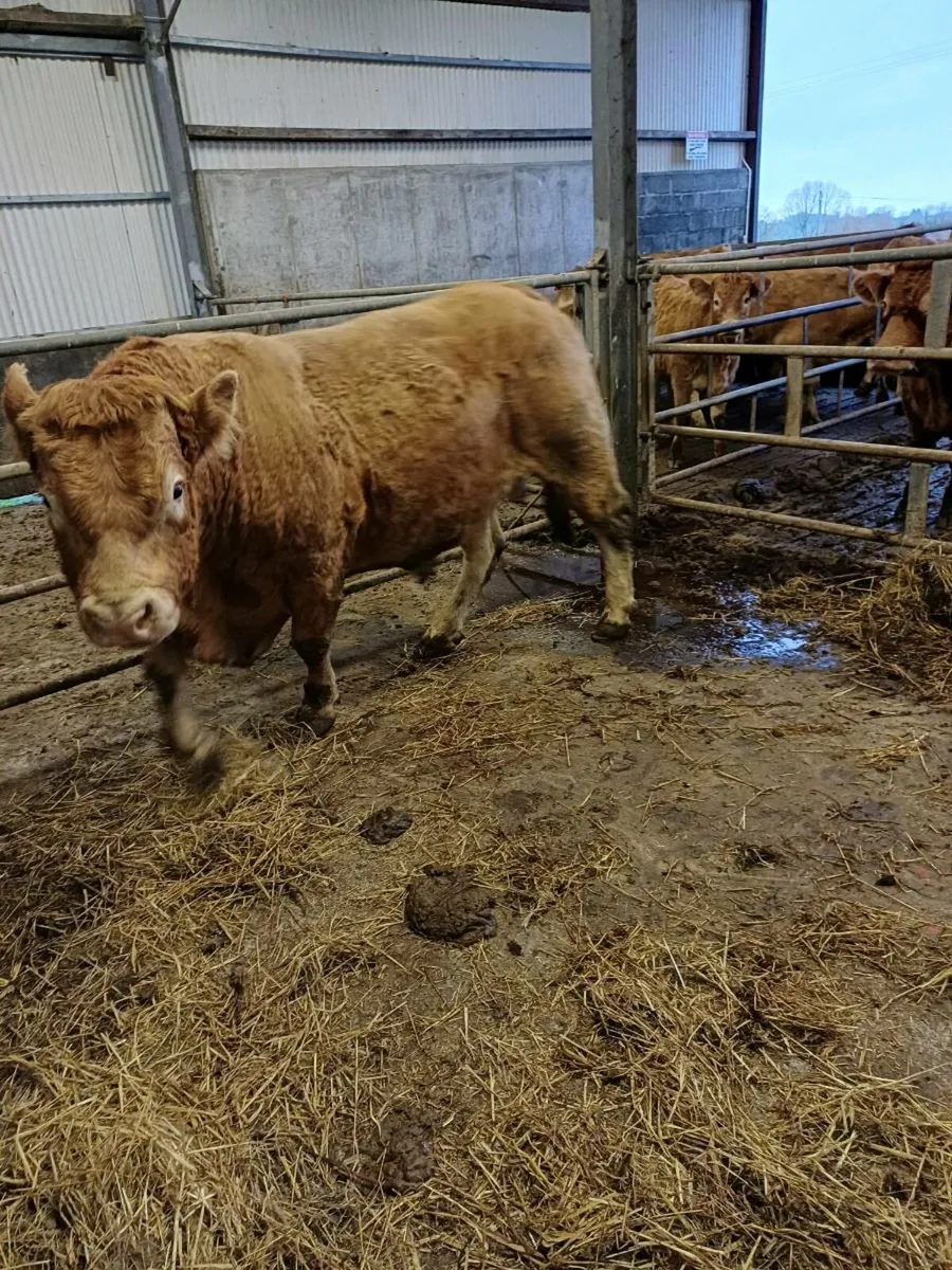 Limousine Bull - Image 2