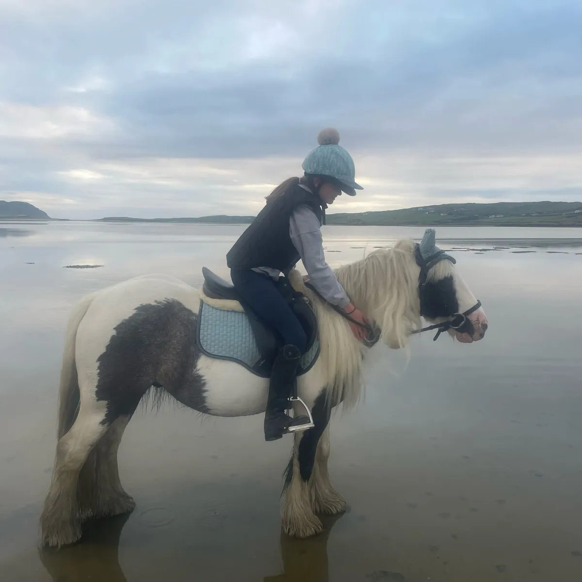 13hh Heavy Cob Gelding - Image 4