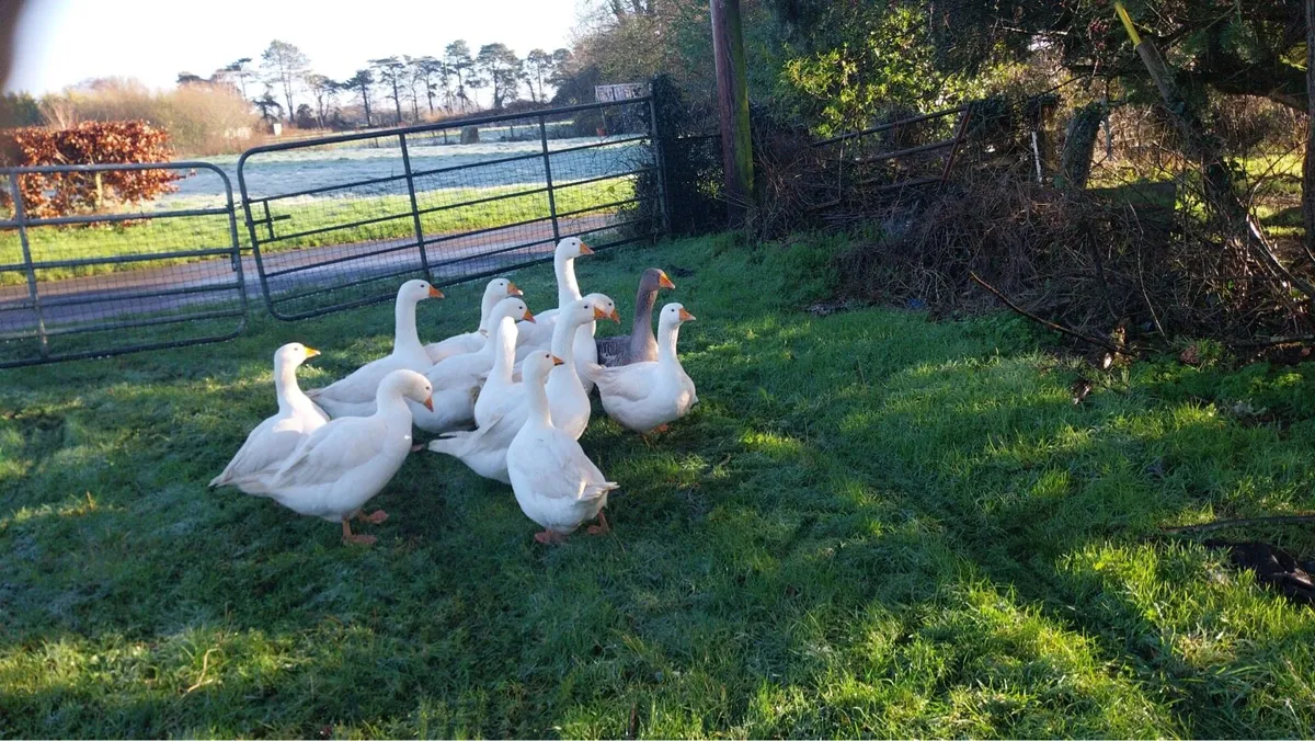 Geese - Image 2