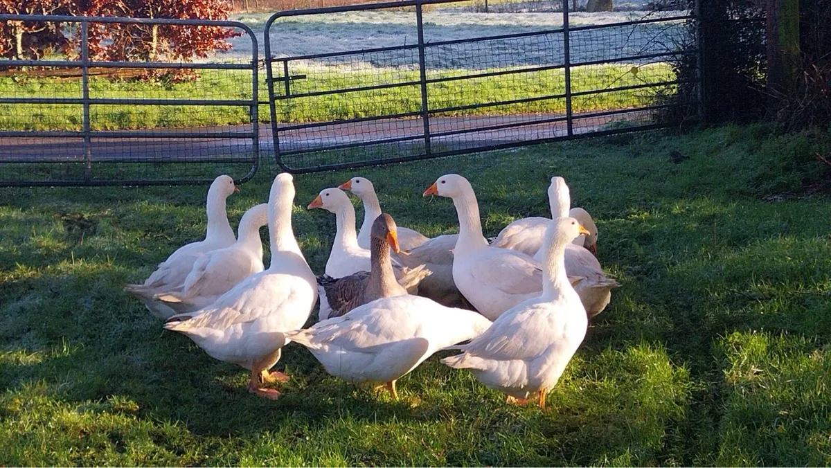 Geese - Image 4
