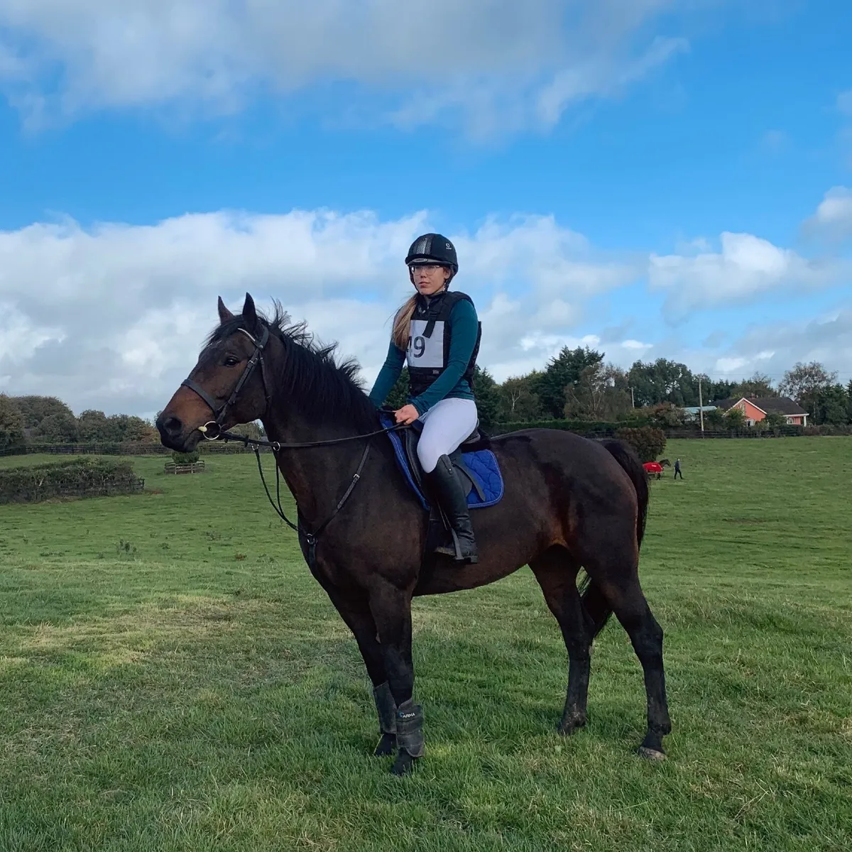16.2  7 Year Old Irish Sport Horse Mare - Image 1