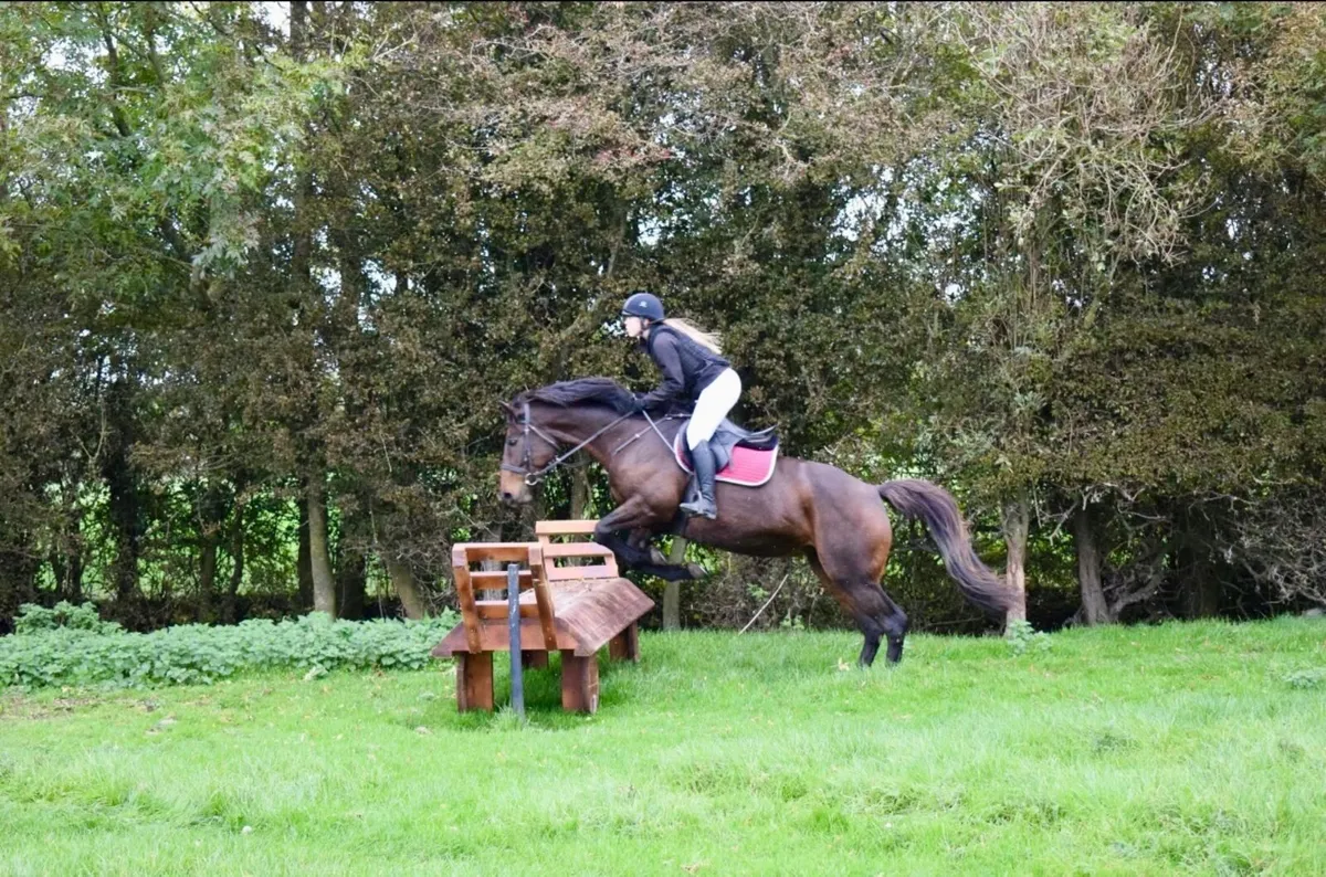 16.2  7 Year Old Irish Sport Horse Mare - Image 2