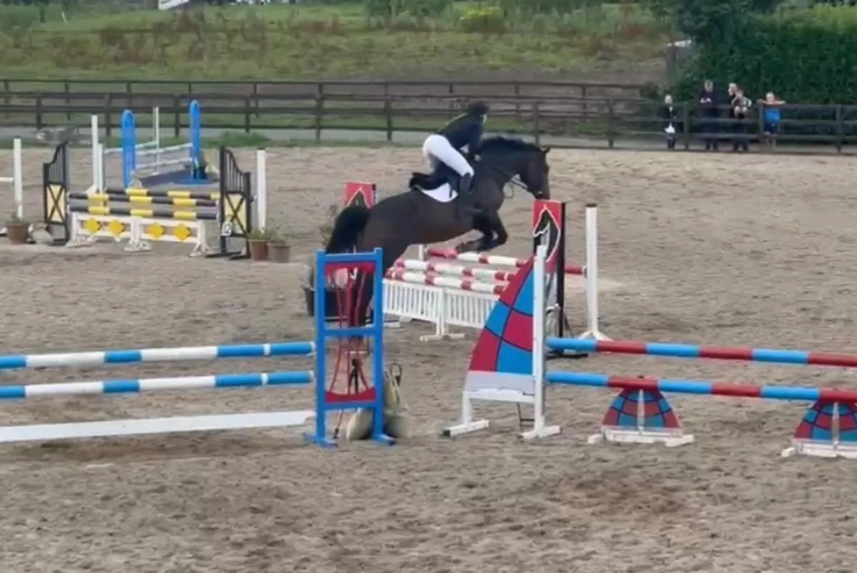 16.2  7 Year Old Irish Sport Horse Mare - Image 3