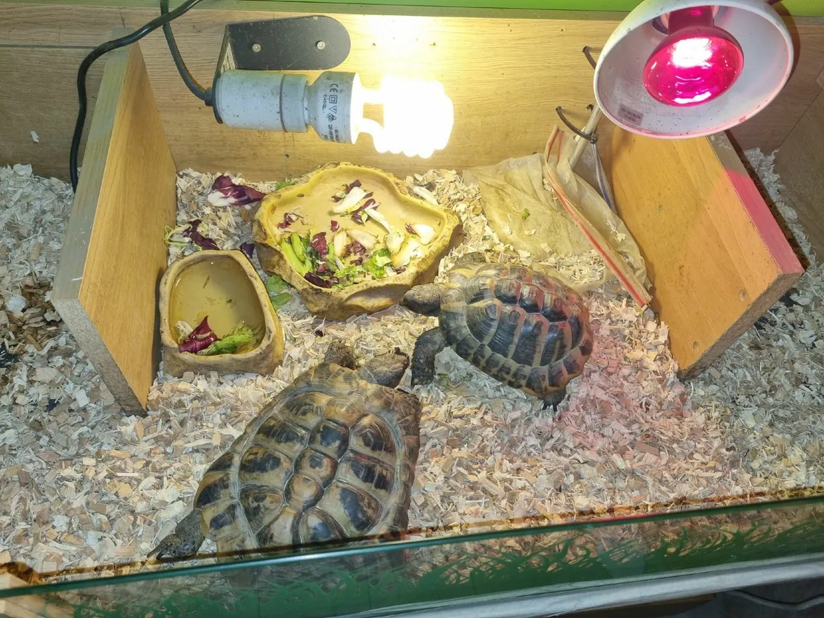 Hermann’s Tortoises Pair – Passports included - Image 2