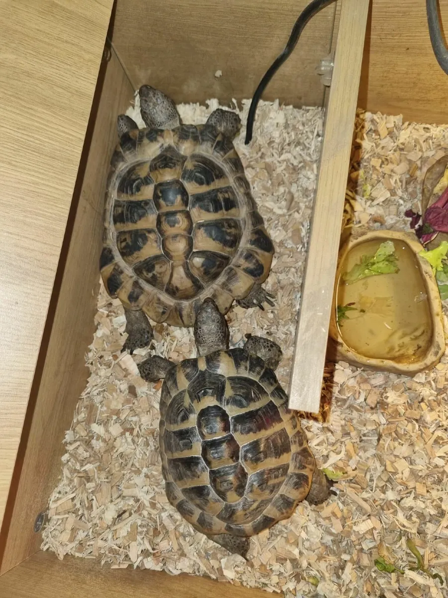 Hermann’s Tortoises Pair – Passports included - Image 3