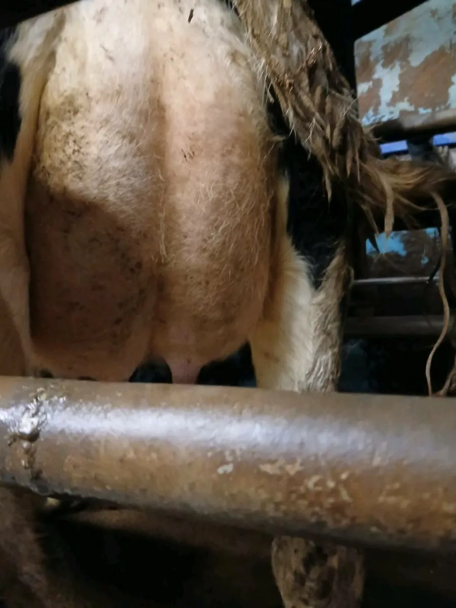 Dairy heifers - Image 1