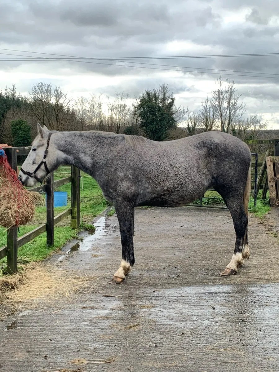 Irish draught mare rising 5 - Image 1