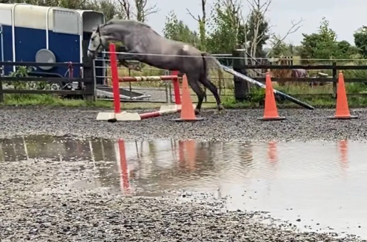 Irish draught mare rising 5 - Image 4