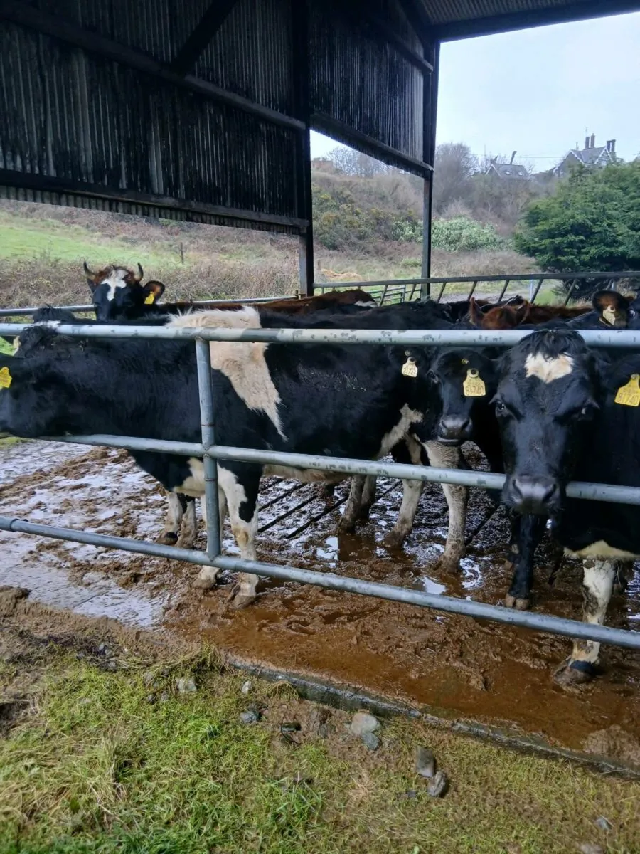 Incalf heifers - Image 2