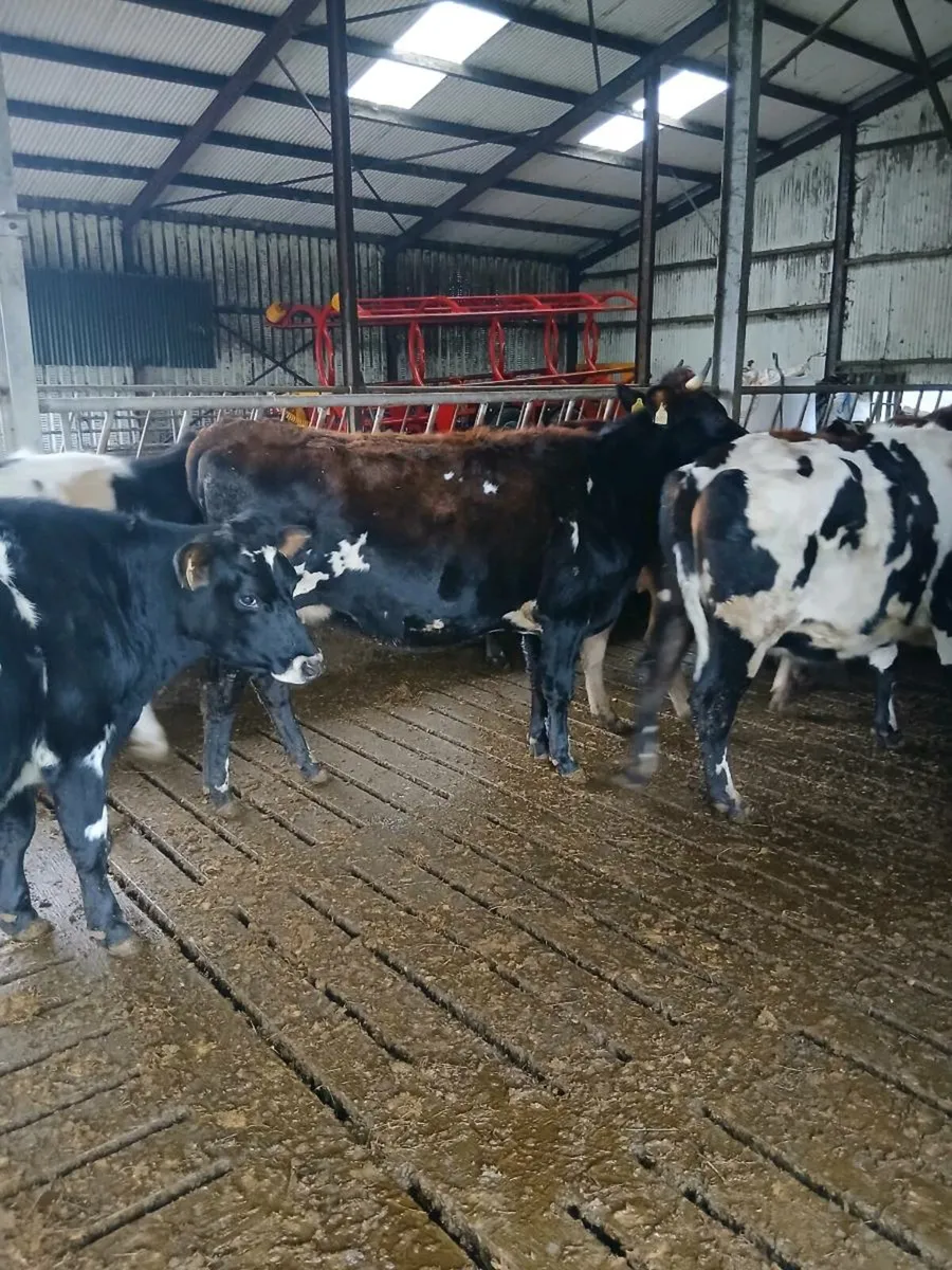 Incalf heifers - Image 3