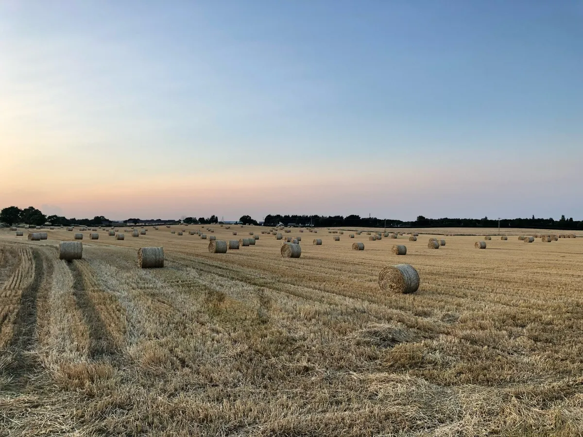 Hay and Straw - Image 3