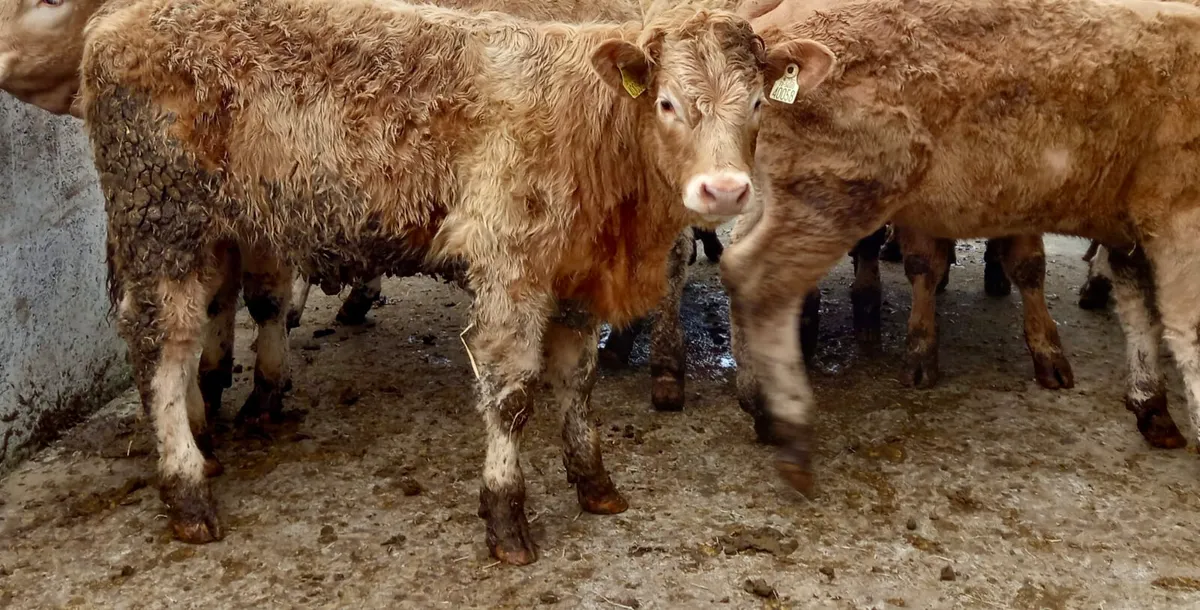 ❌ 30 Super Heifers @ ONLY €1450 each ❌ - Image 4