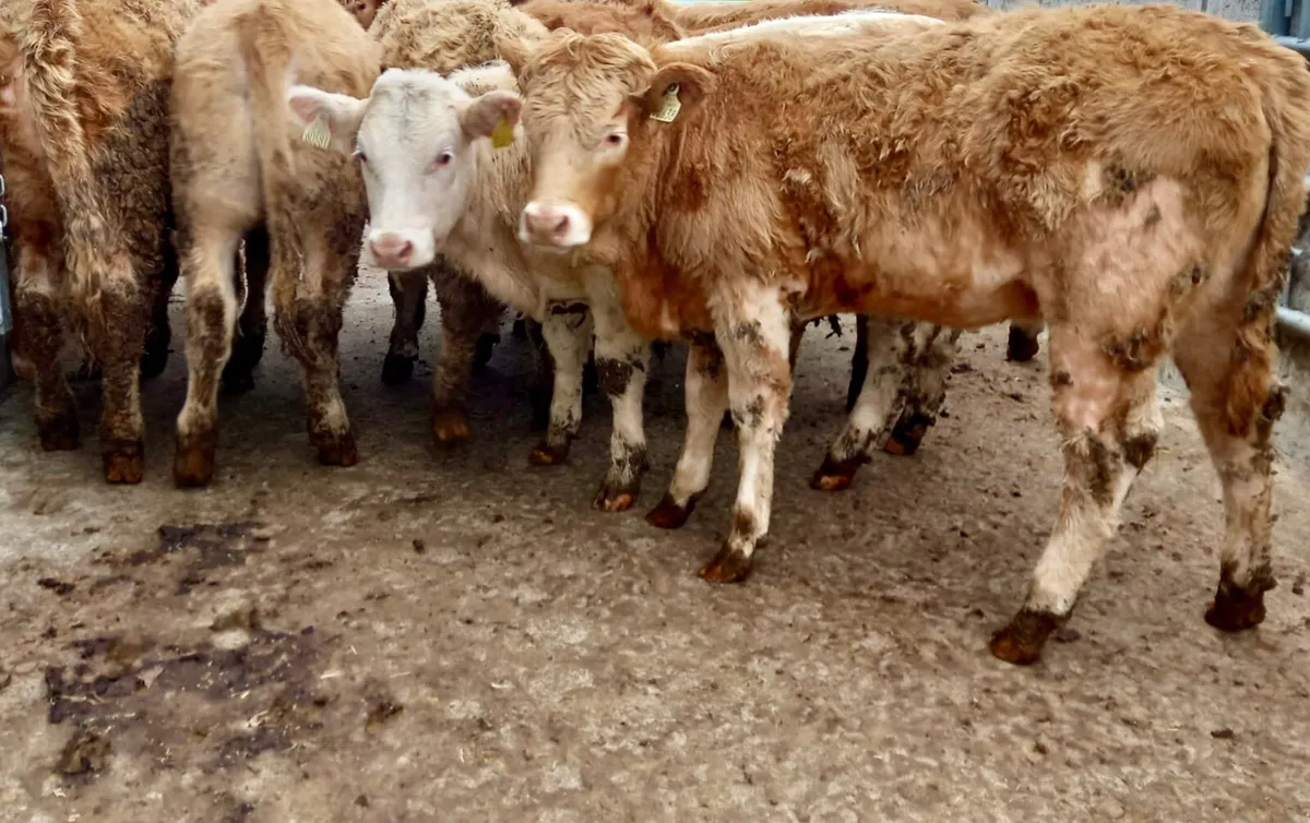 ❌ 30 Super Heifers @ ONLY €1450 each ❌ - Image 2
