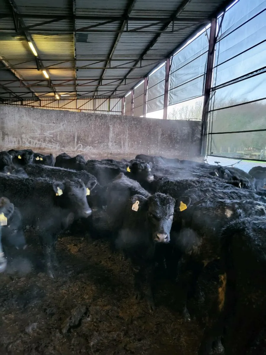 Angus heifers - Image 4