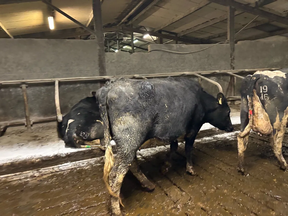 Calved heifer - Image 2