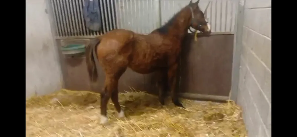 Thoroughbred colt foal - Image 2