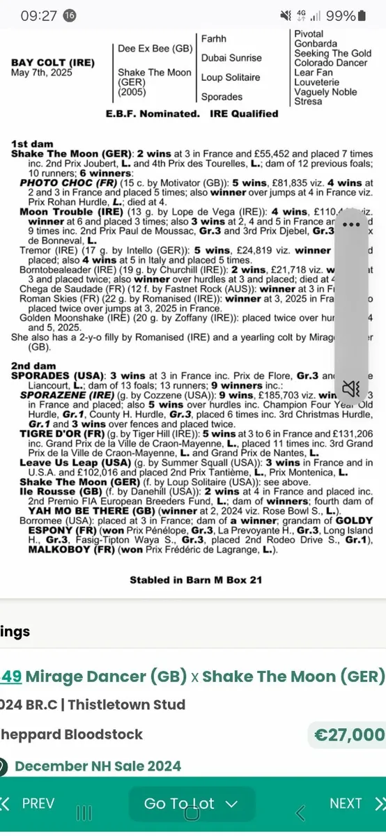 Thoroughbred colt foal - Image 3