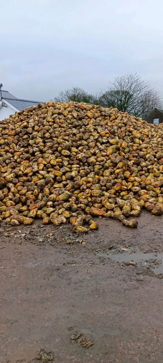 Fodder beet - Image 1