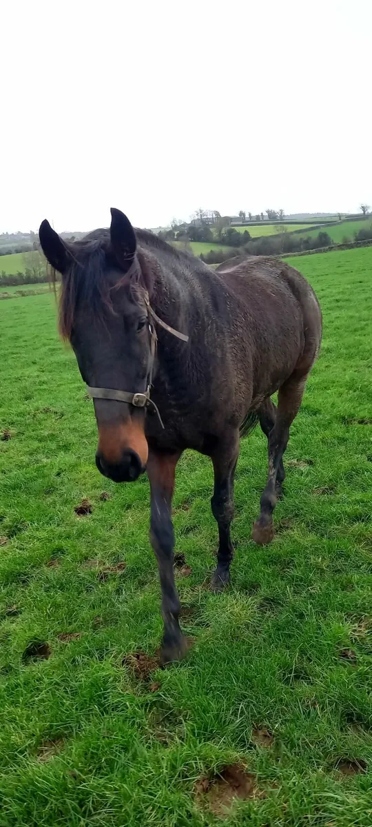 4yr old Thoroughbred - Image 1