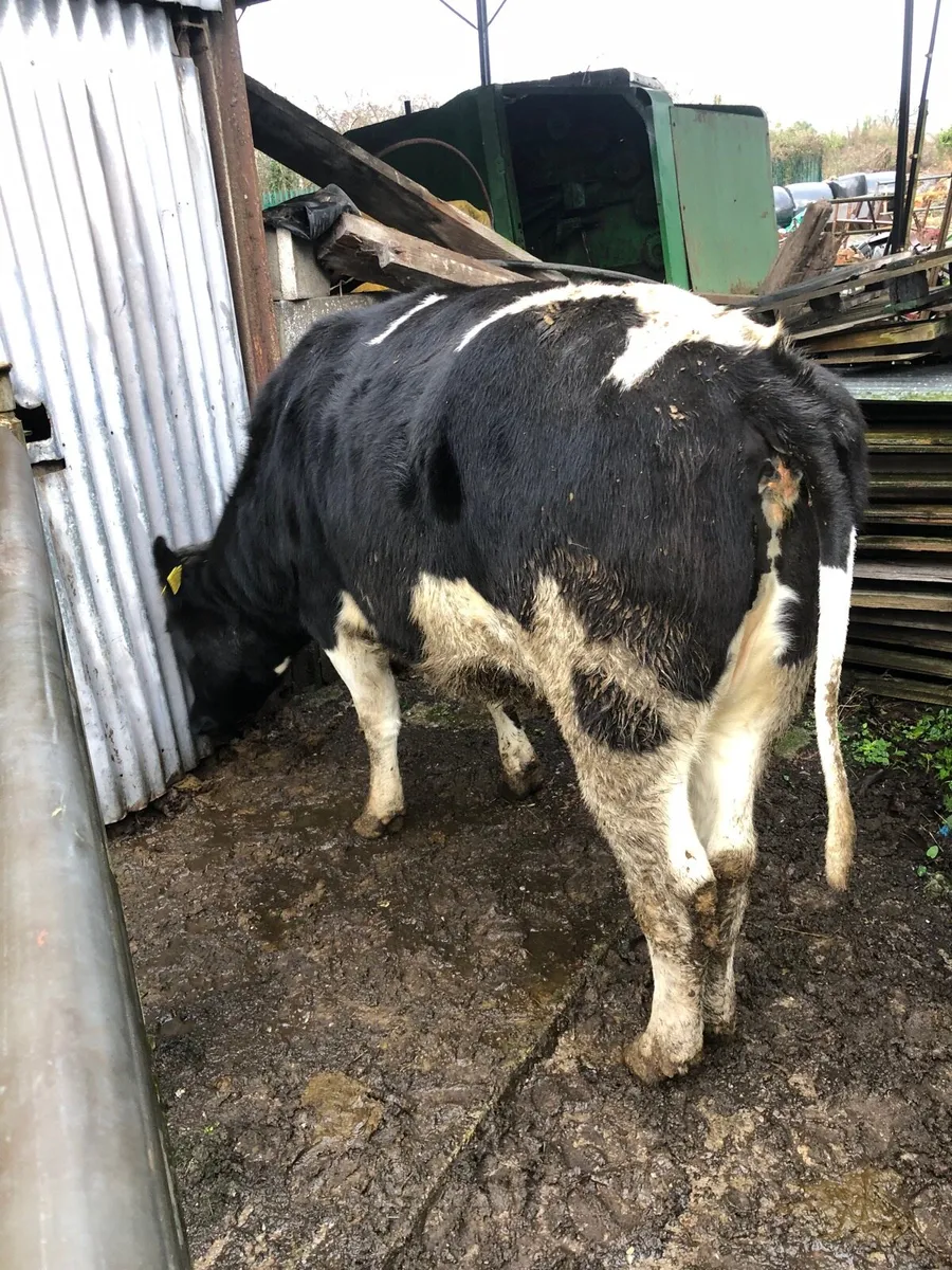 Dairy Heifer - Image 1