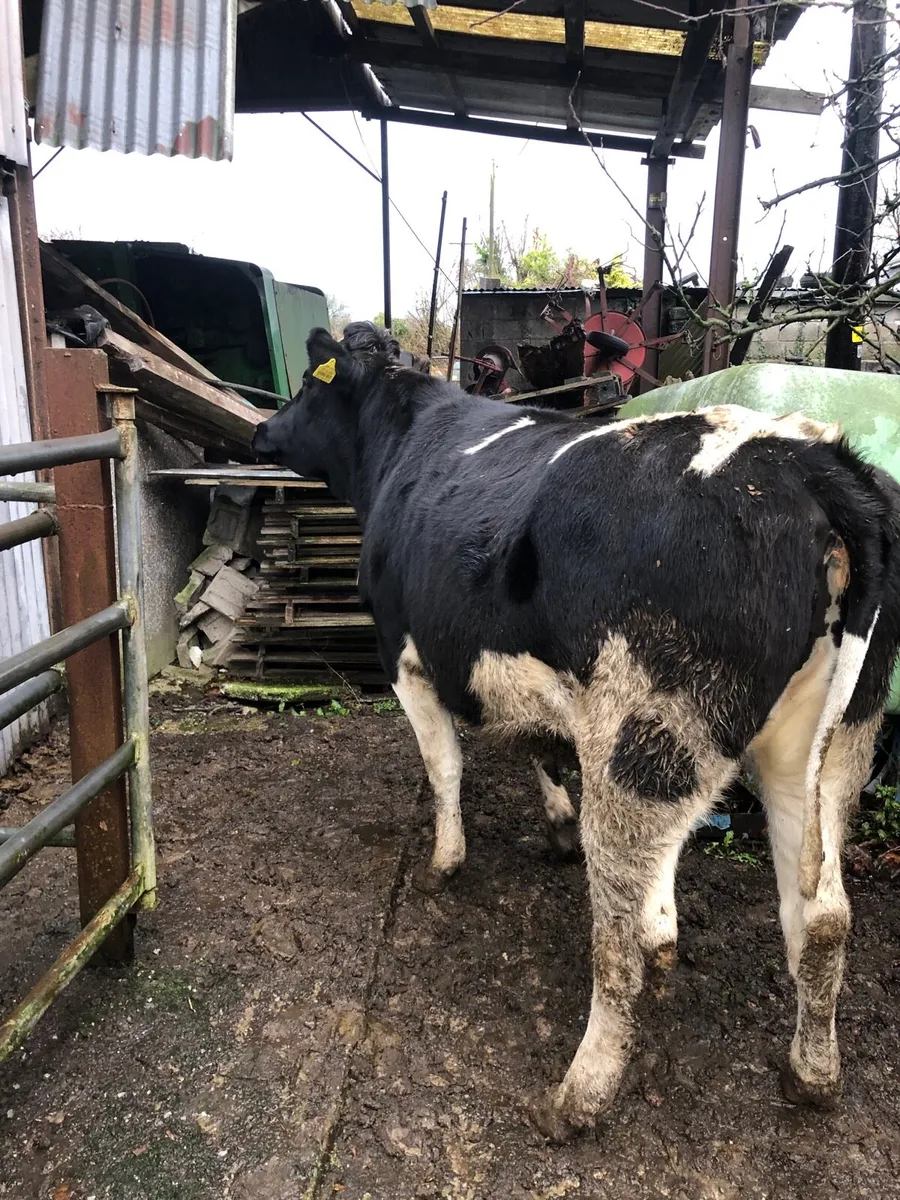 Dairy Heifer - Image 2