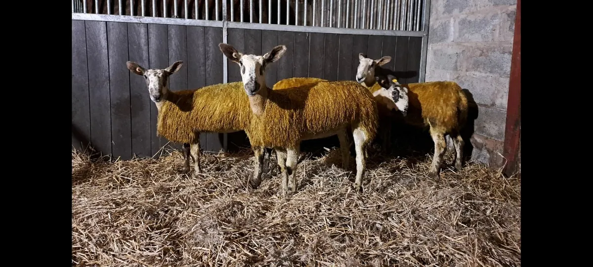 Pedigree Bluefaced Leicester ewe lambs - Image 1