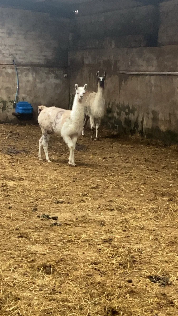 Llama and cria - Image 4