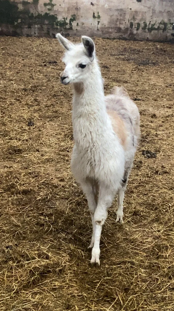 Llama and cria - Image 1