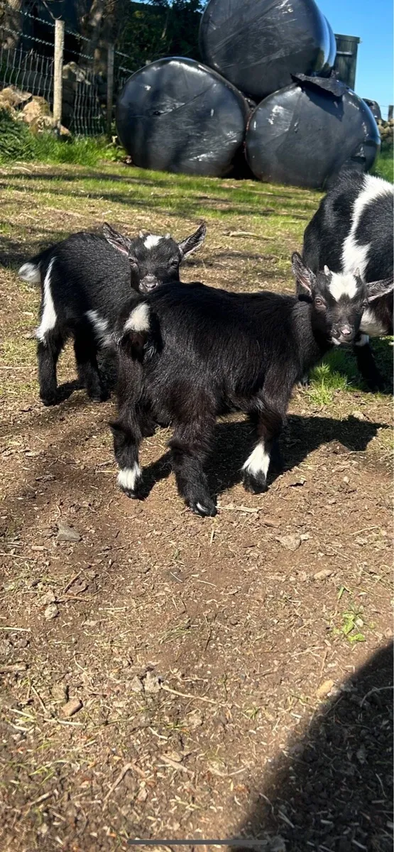 Pygmy goats - Image 2