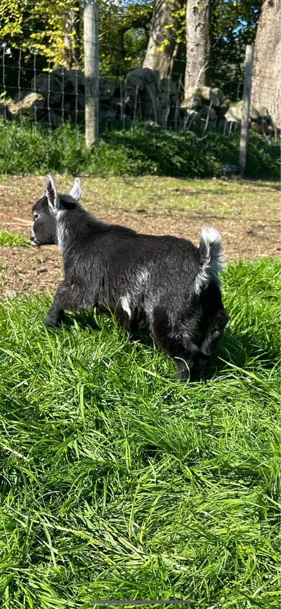 Pygmy goats - Image 3