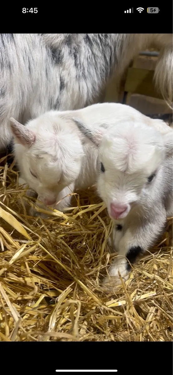 Pygmy goats - Image 1