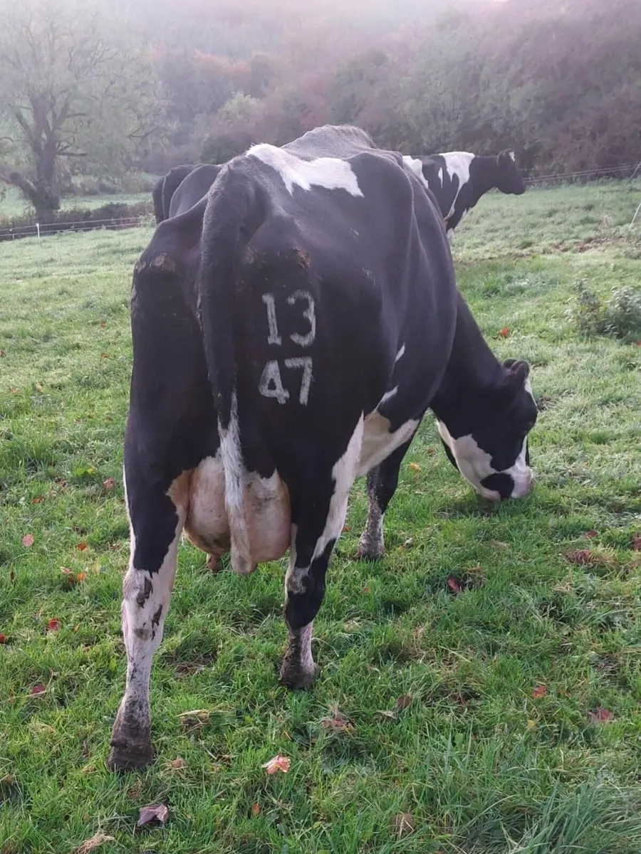 6 X Cows (Empty) - Image 2