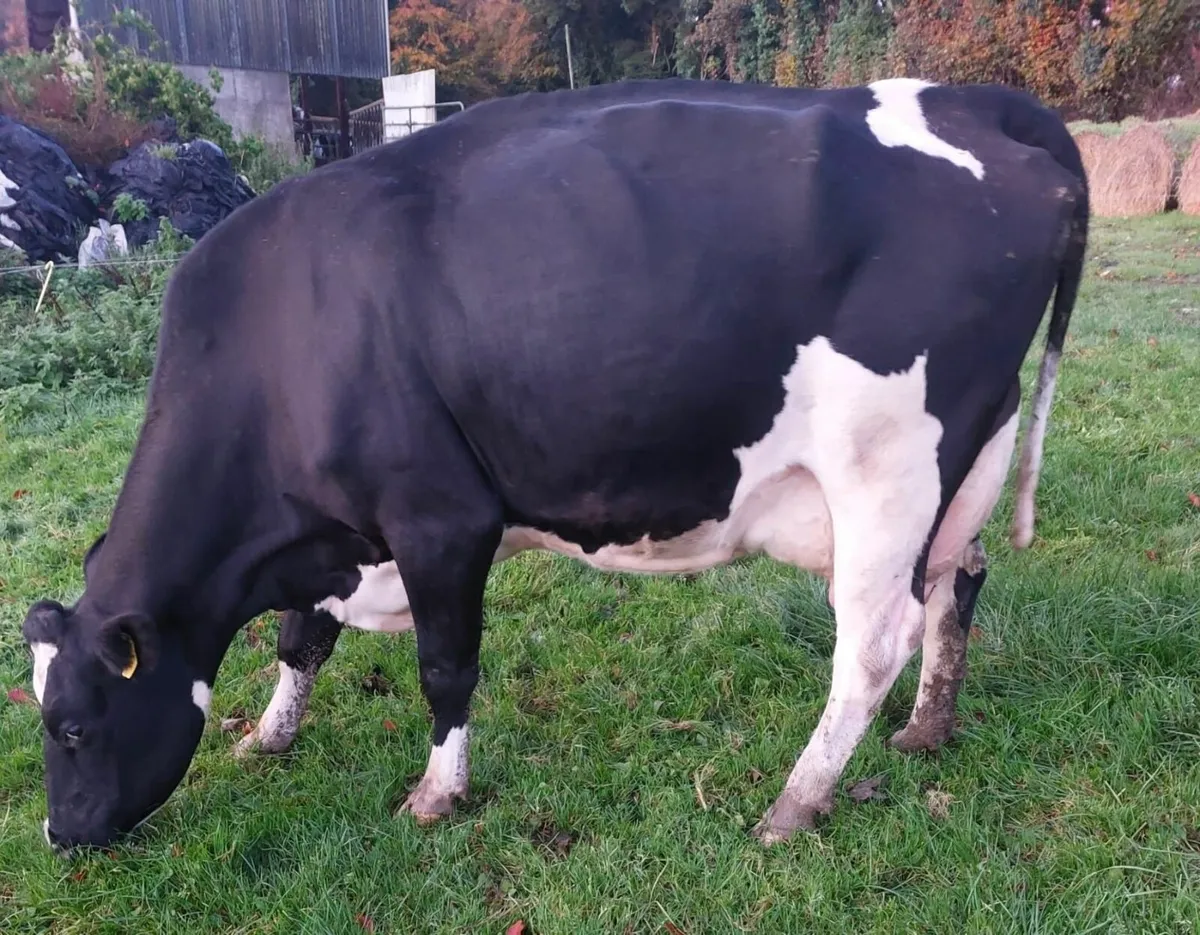 6 X Cows (Empty) - Image 1