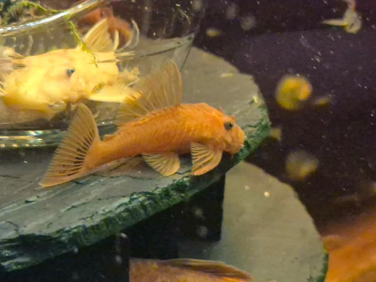 Super Red plecos. Short fin & Long fin. - Image 3