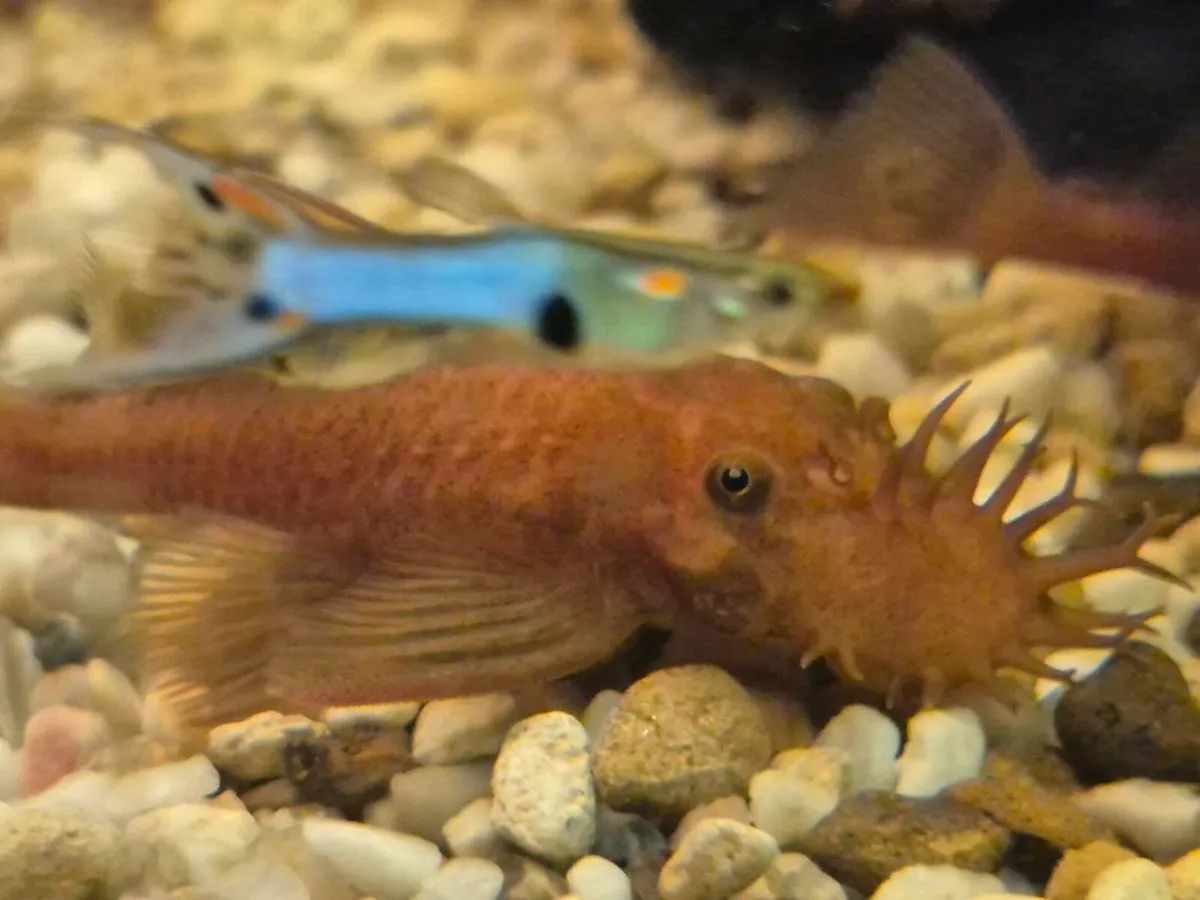 Super Red plecos. Short fin & Long fin. - Image 4