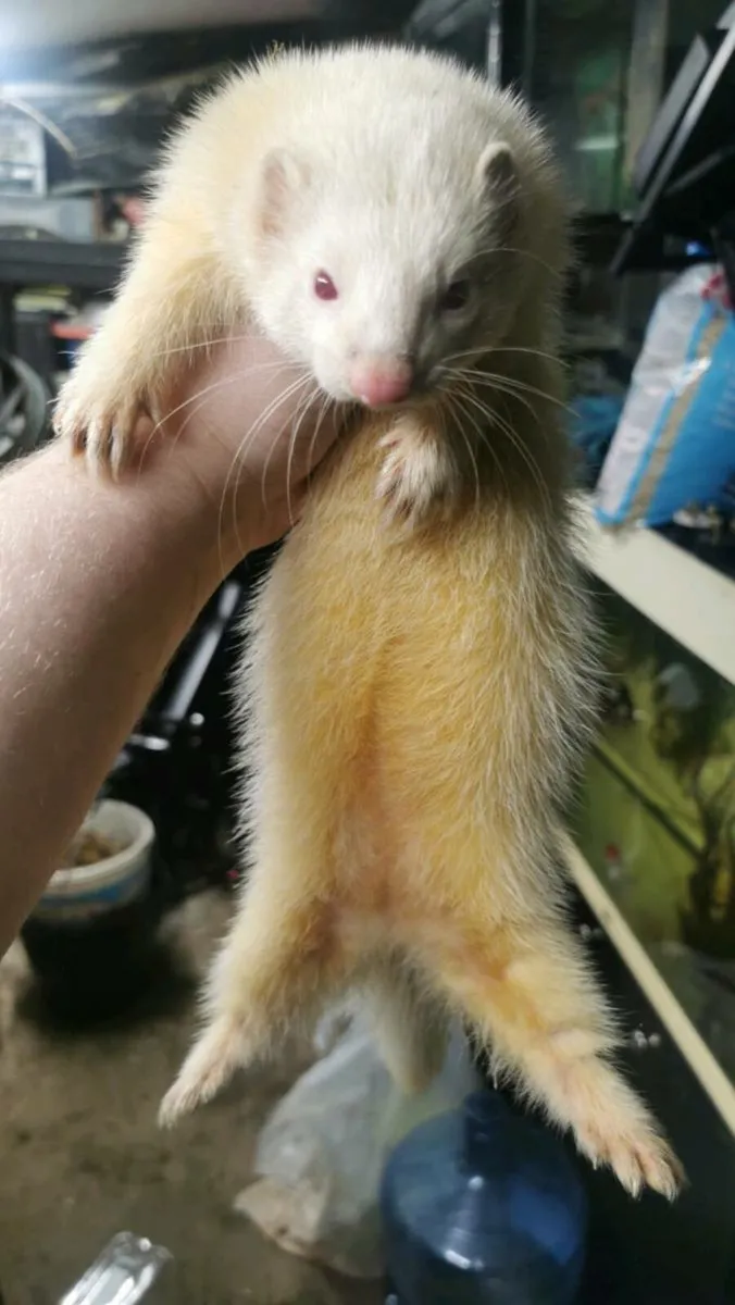 Female ferret - Image 2