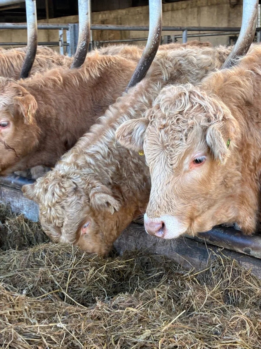 35 SUPER QUALITY CH BULL WEANLINGS - Image 2