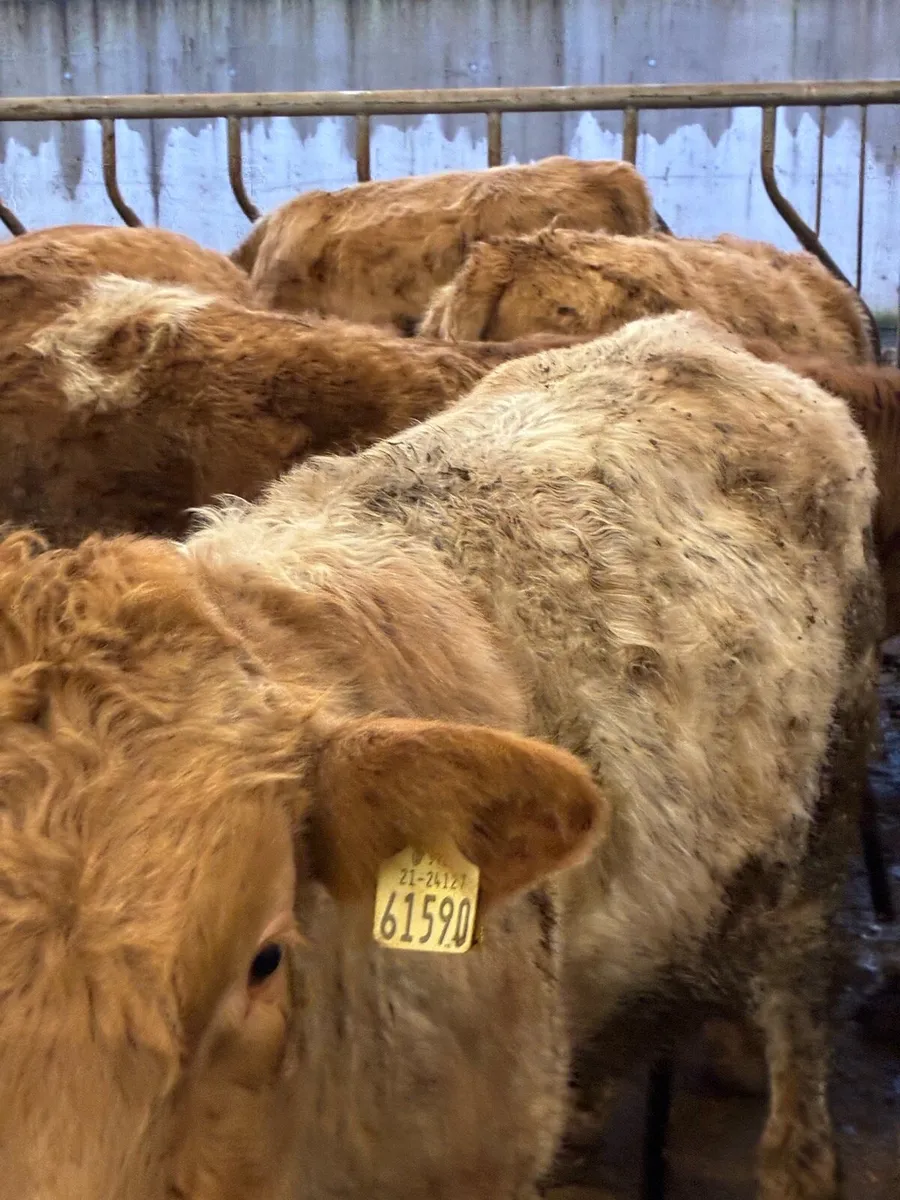 35 SUPER QUALITY CH BULL WEANLINGS - Image 4