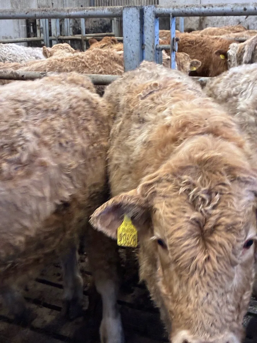 SUPER QUALITY CH BULL WEANLINGS - Image 1