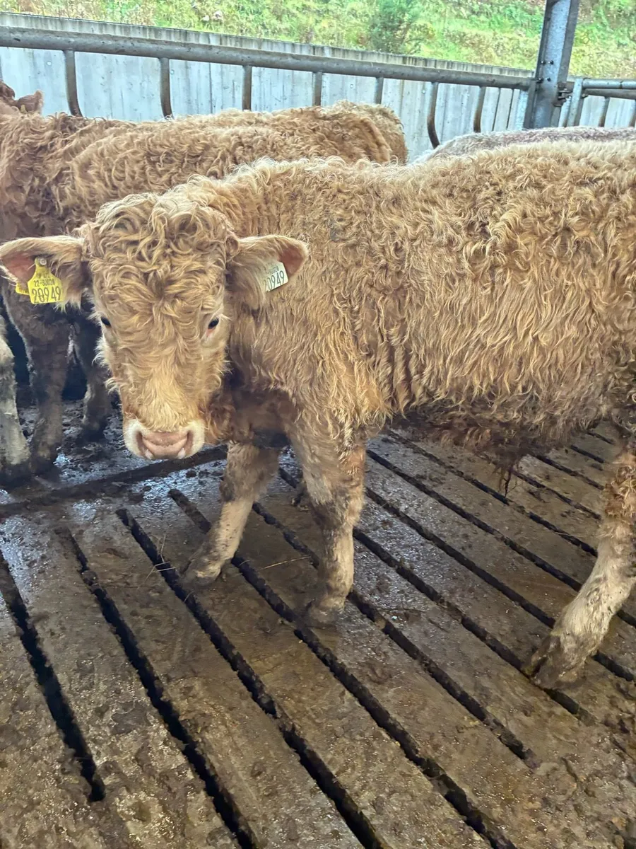 35 SUPER QUALITY CH BULL WEANLINGS - Image 3