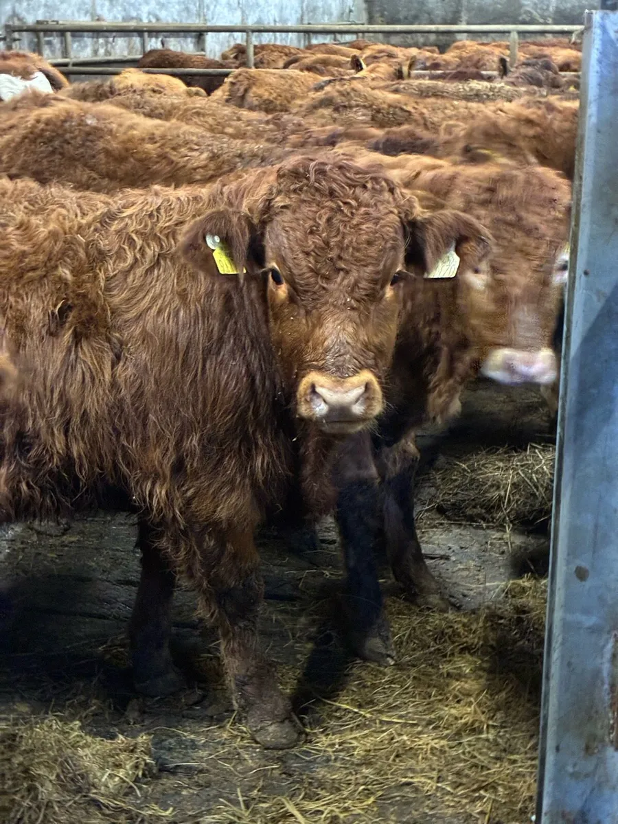 SUPER QUALITY LIM BULLOCKS WEANLINGS 340/350KG - Image 1