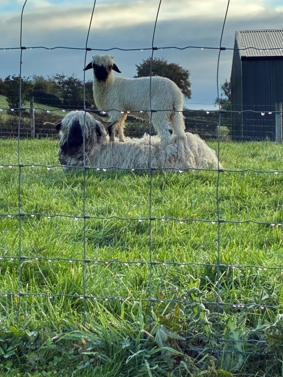 Valais Blacknose sheep - Image 1